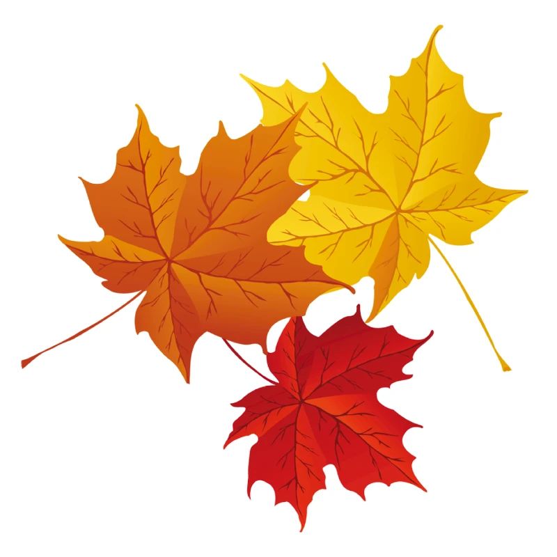 Feuilles colorées d’automne