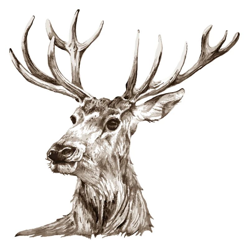 Hirsch