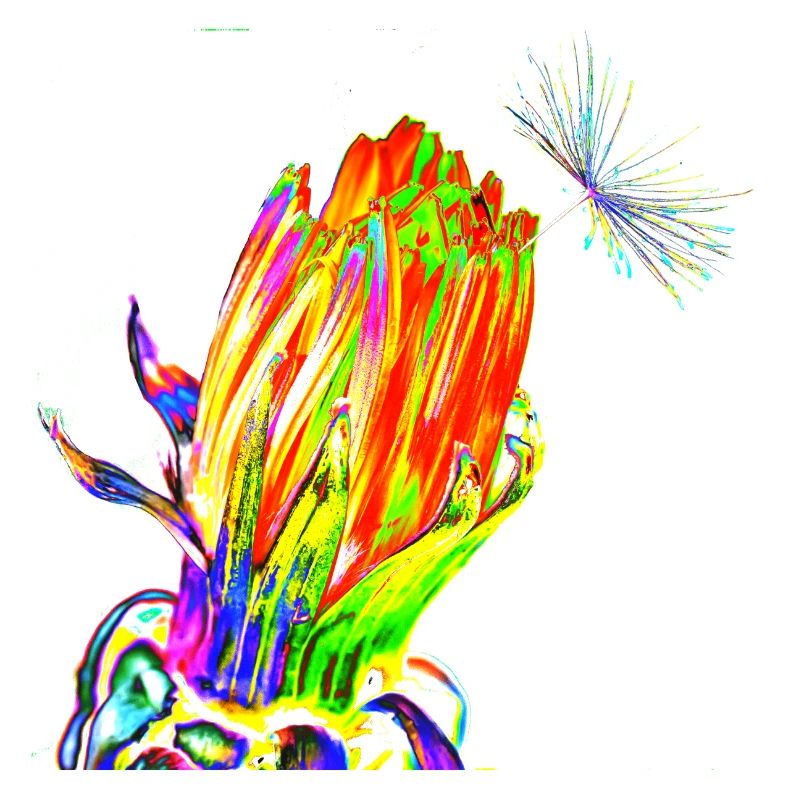 Blume, A731193 1