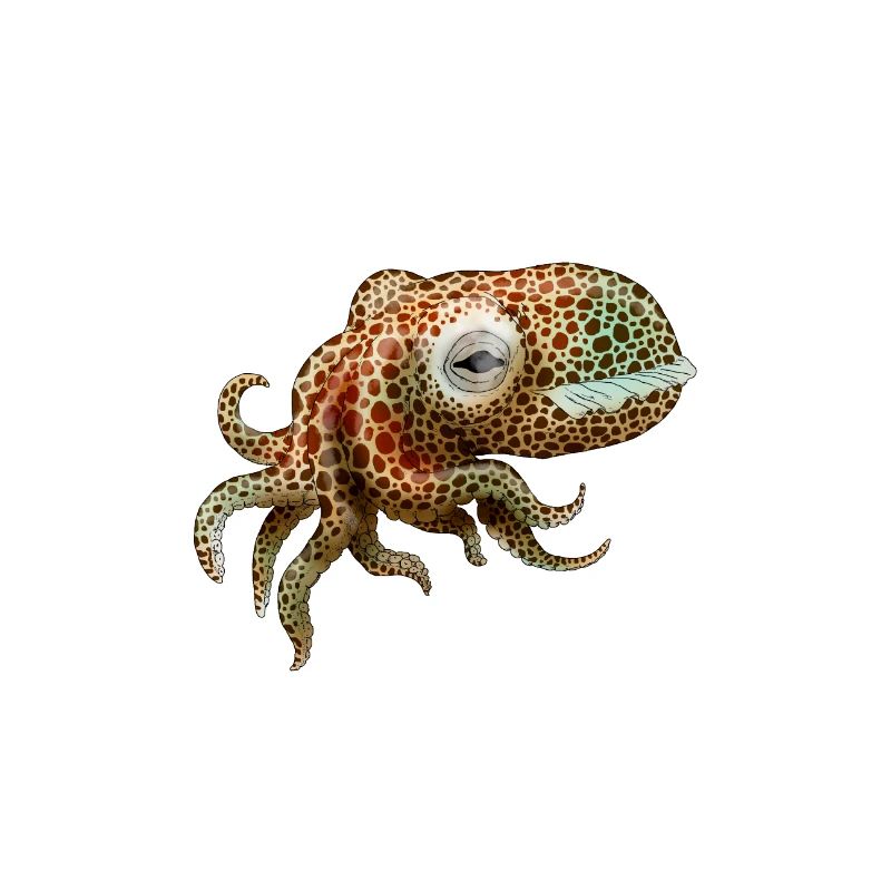 EUPRYMNA BERRYI