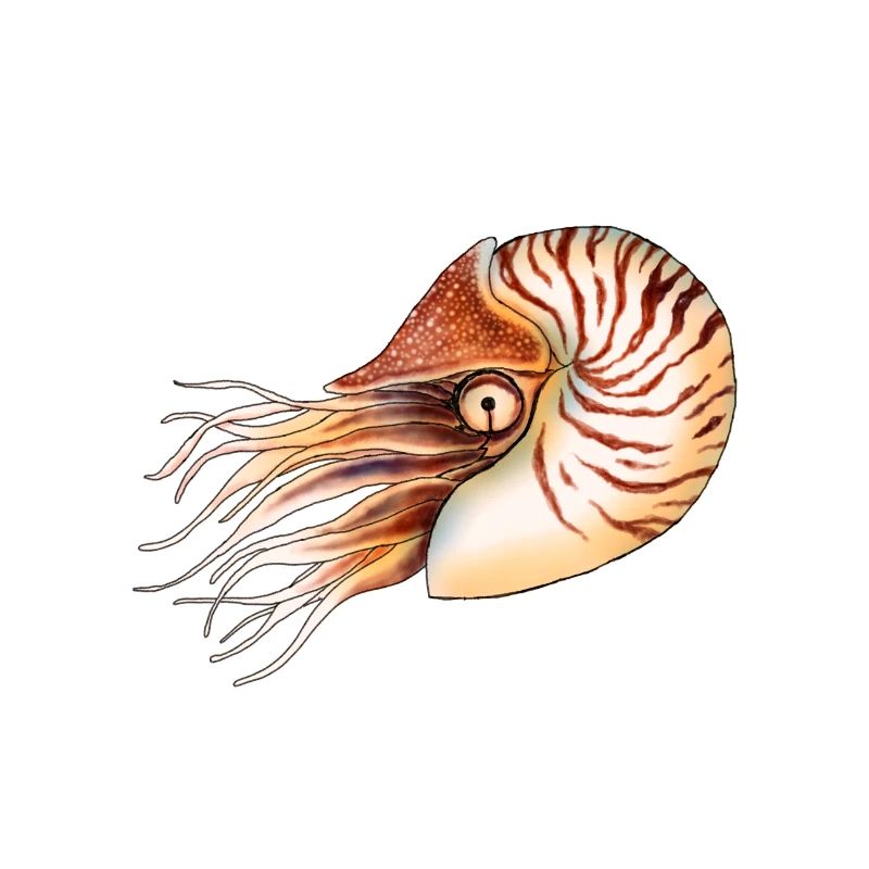 NAUTILUS