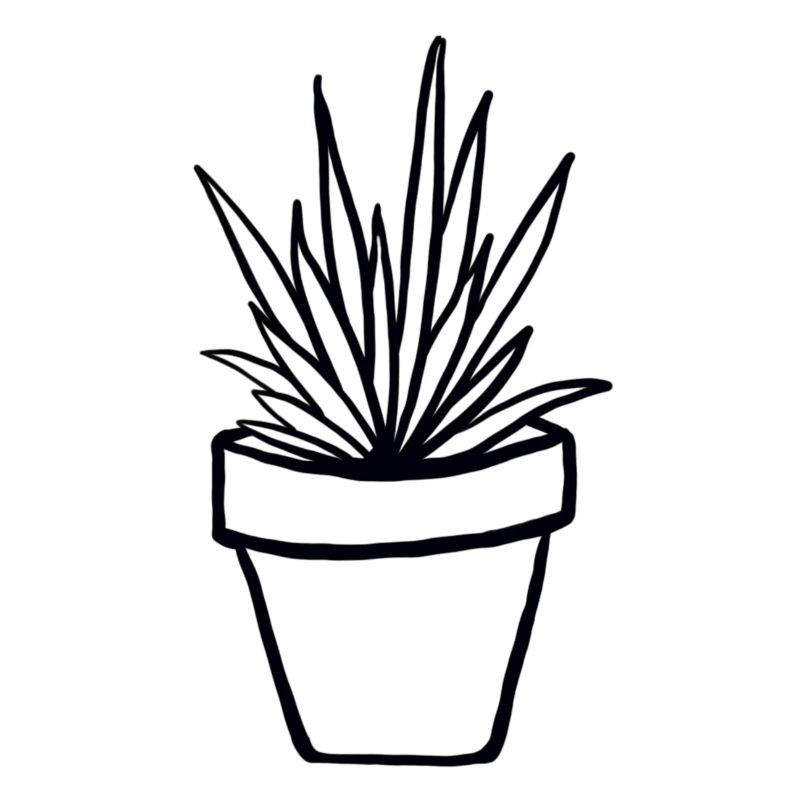 Plante en pot