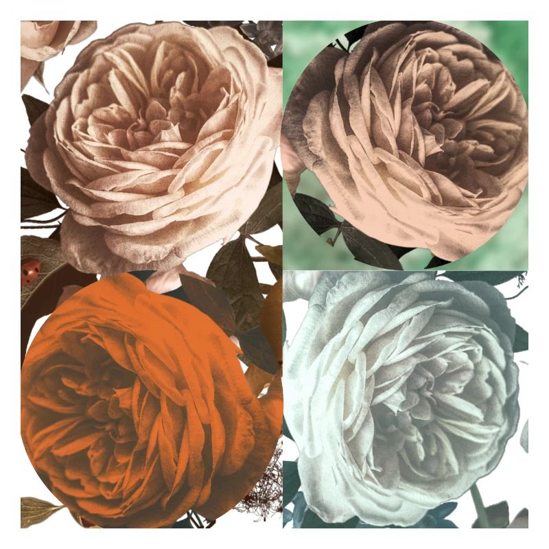 Rosenquartet