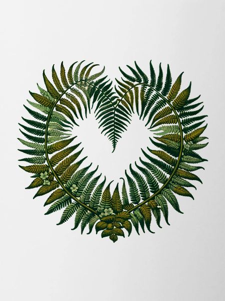 Ferns