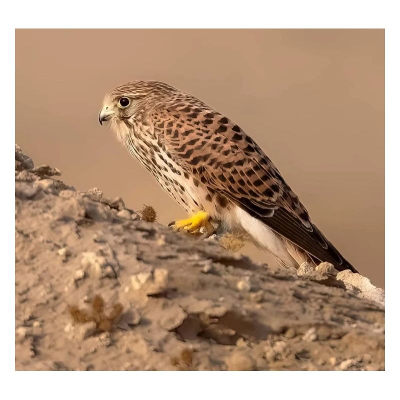 Eagle in desert