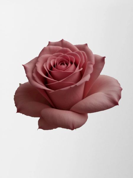 Rose Big