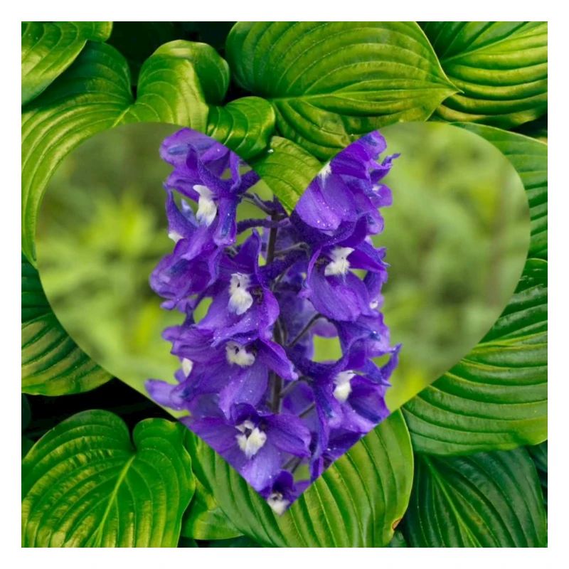 Cœur d’orchidée violette sur feuilles vertes
