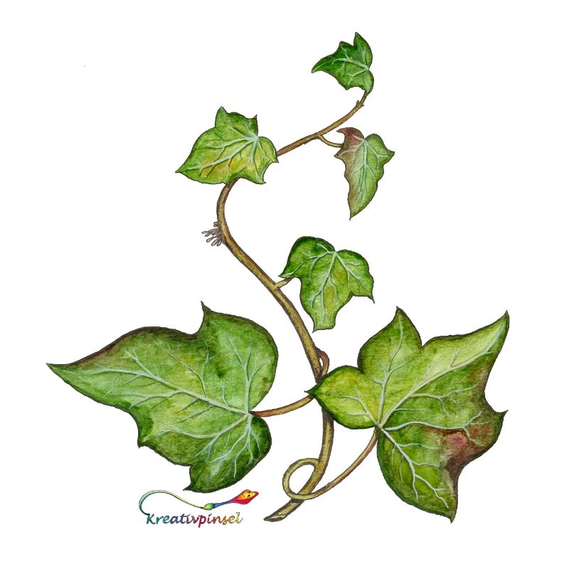 Efeu (Hedera helix)