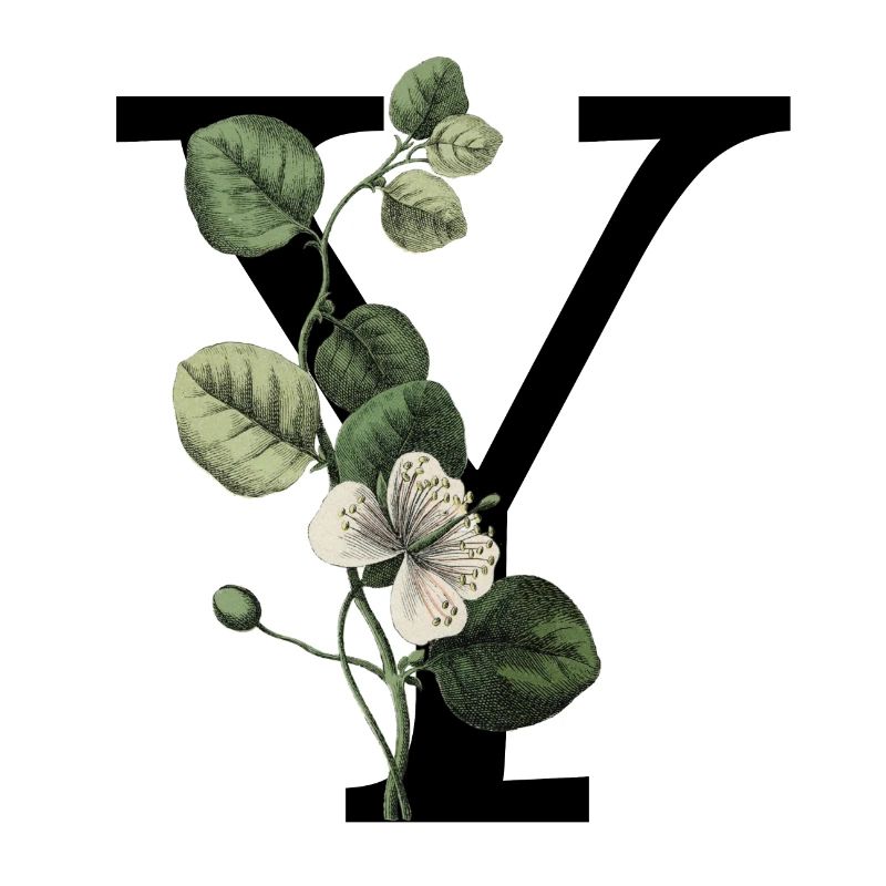 lettre y botanique vert