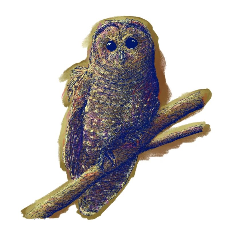 Owl