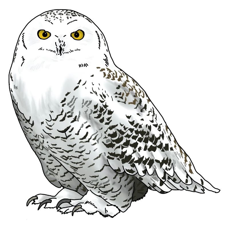 Schneeeule weiss