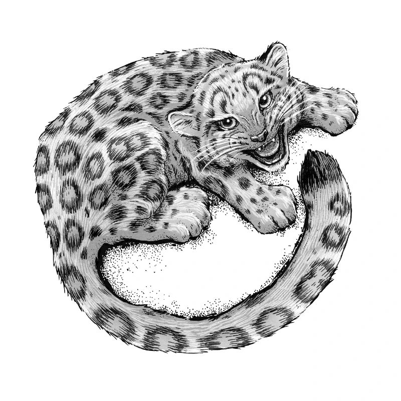Bébé léopard des neiges