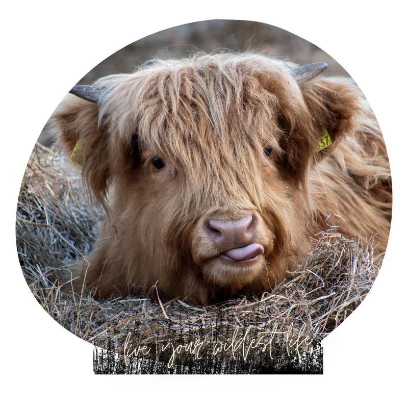 Bœuf des Highlands