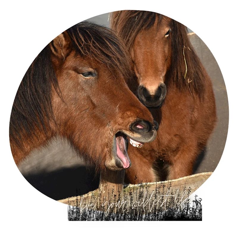Les chevaux aiment