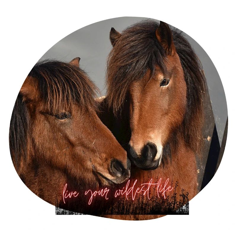 Les chevaux aiment