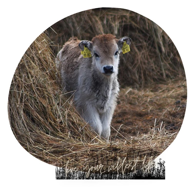 Highland Kalb