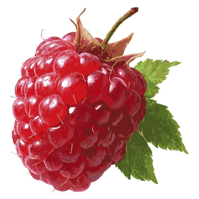 rote Himbeere