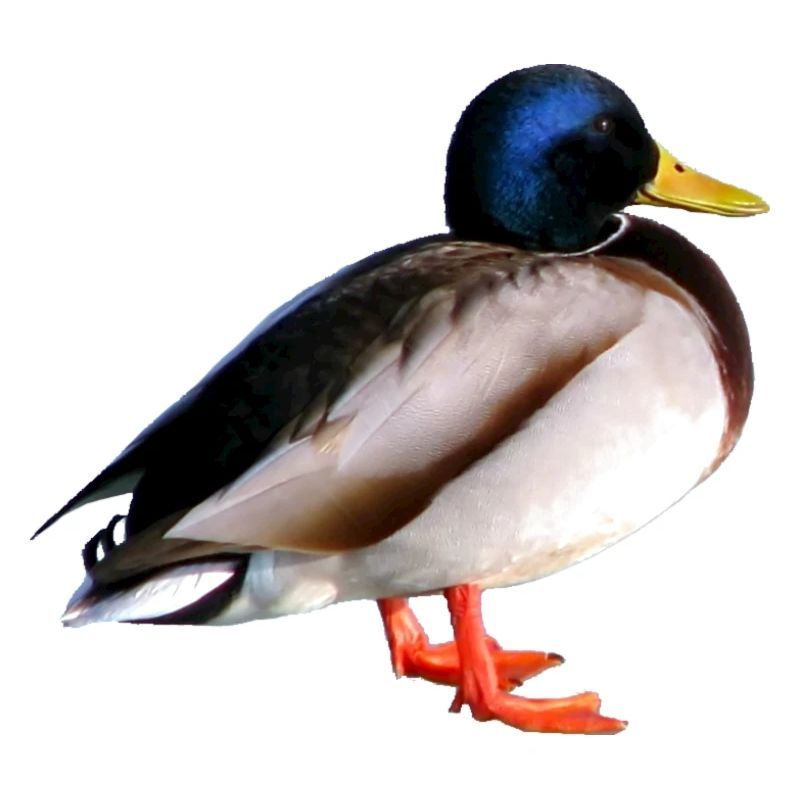 Wildente