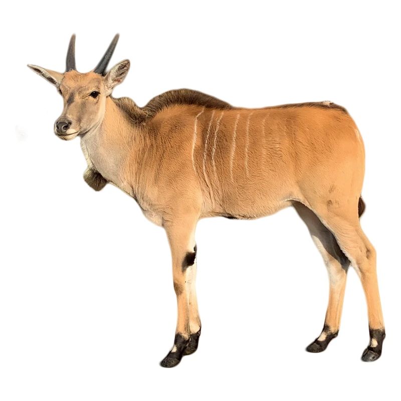 Antilope