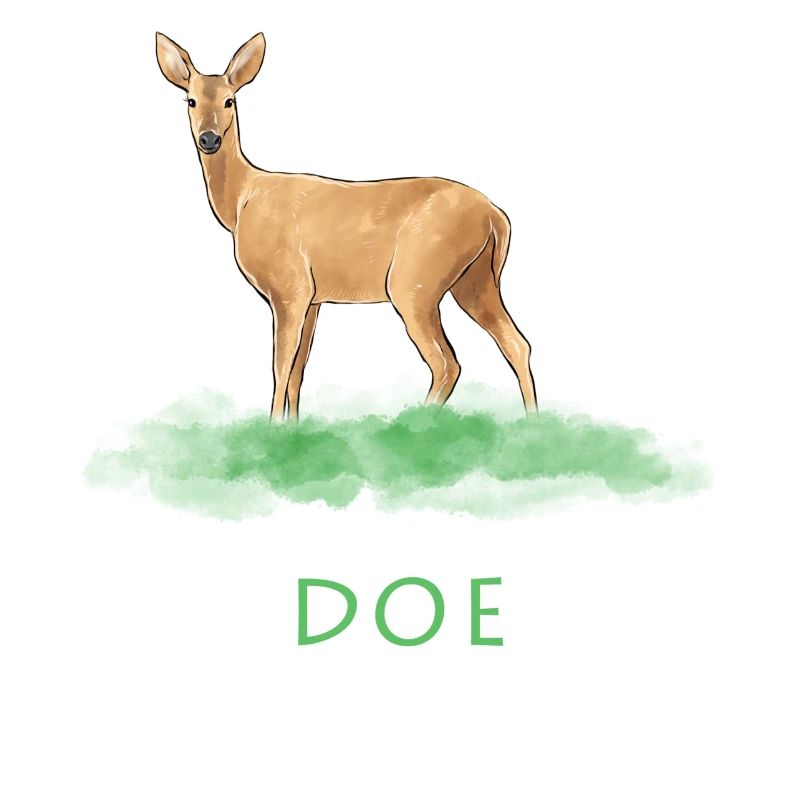 Biche gazelle
