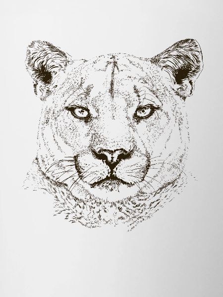 cougar