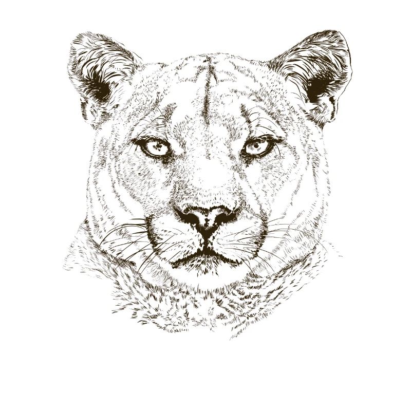 Wildkatze