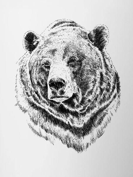 bear
