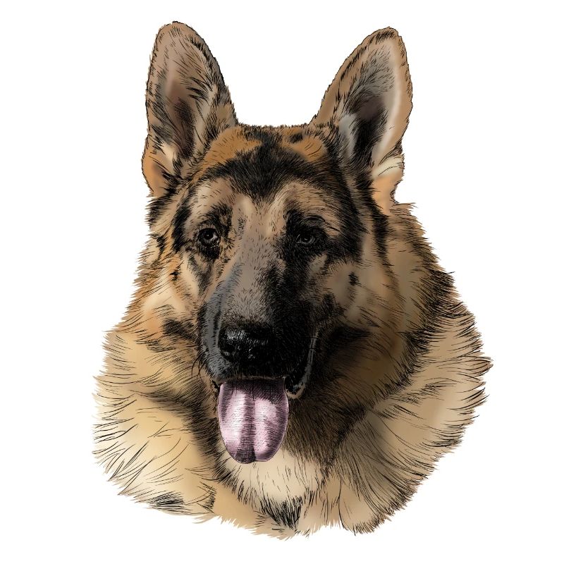 German shepherd