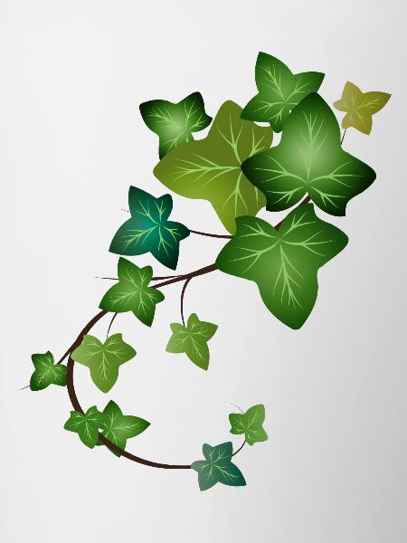 evergreen bright green ivy tendril