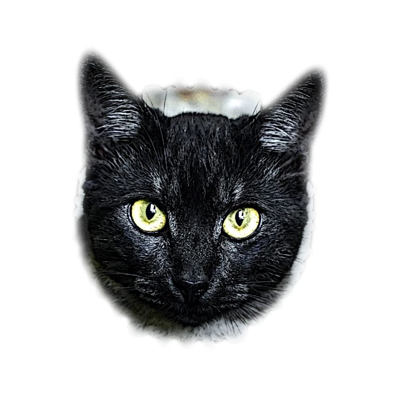 black cat schwarze Katze