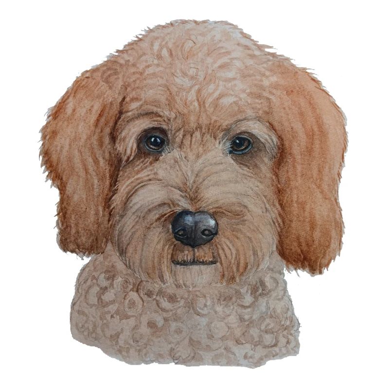Labradoodle