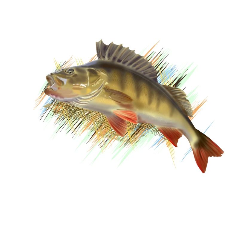 Perch
