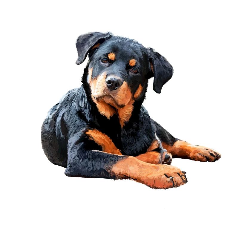 Rottweiler