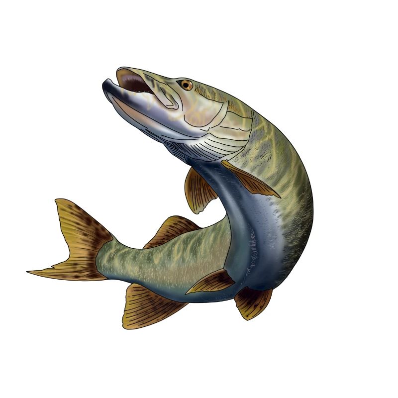 Pike
