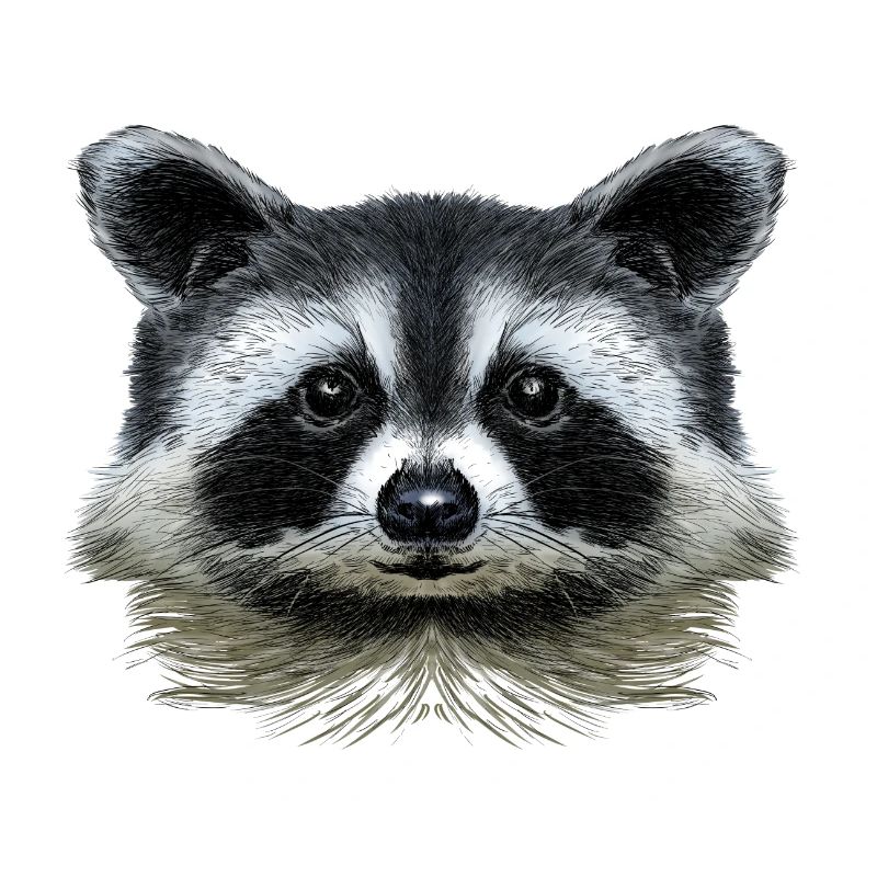 Racoon