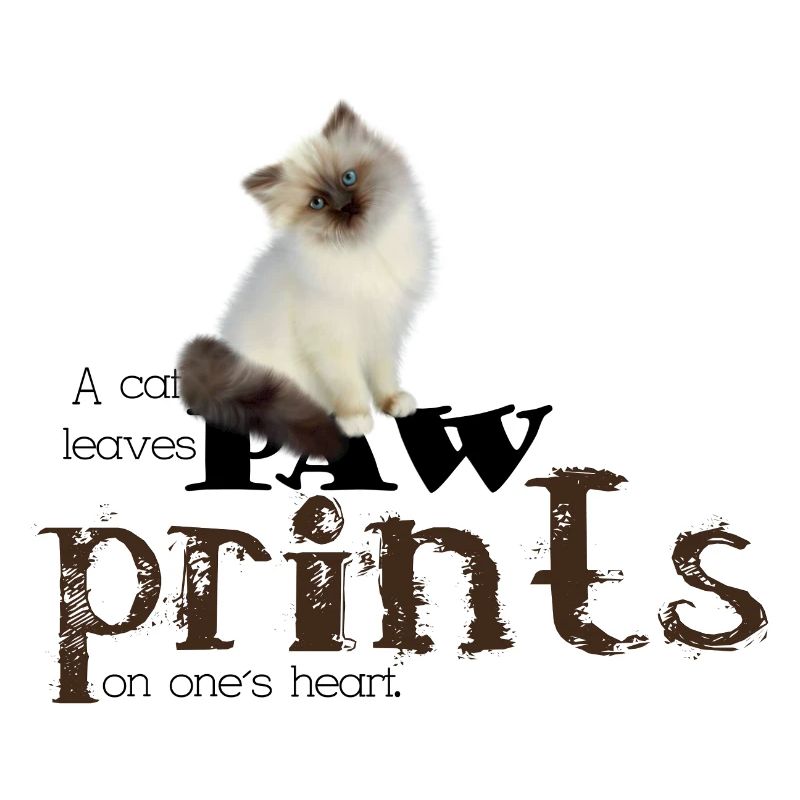 Brown/White Birman Cat