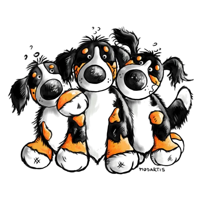 Drollige Berner Sennenhunde