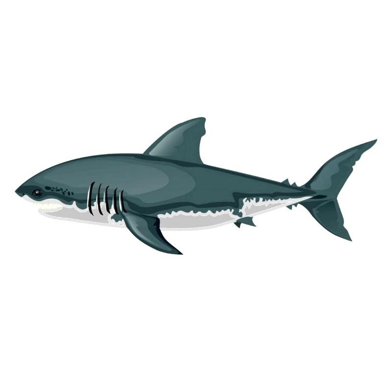requin