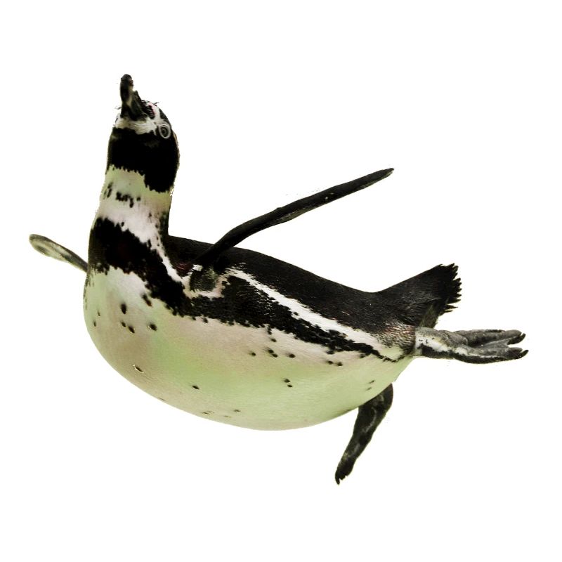 Pinguin