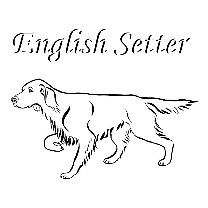 Setter anglais ci-dessus
