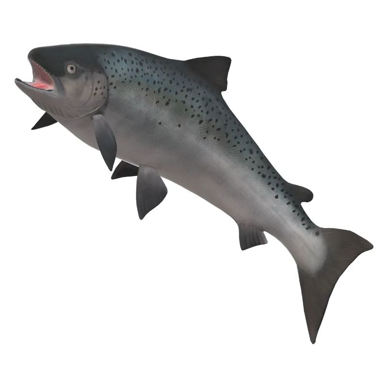 Saumon sauvage 3D