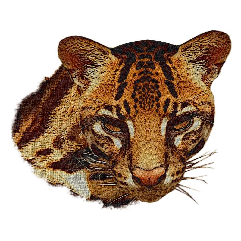 Ocelot Head, Big Cat, Animal Faces