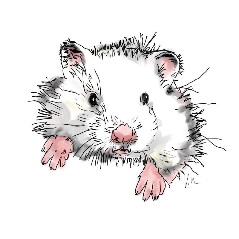 Hamster
