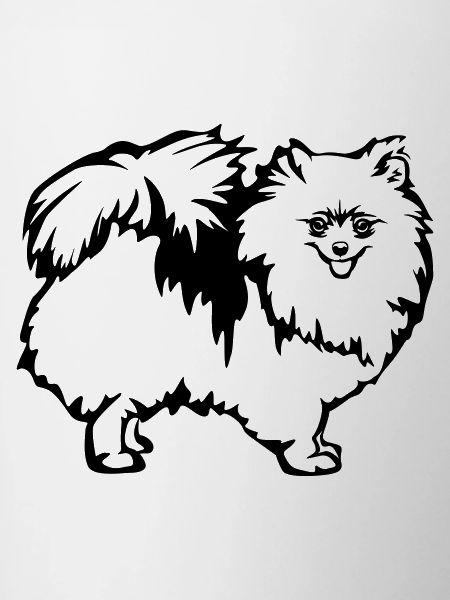 Dwarf spitz