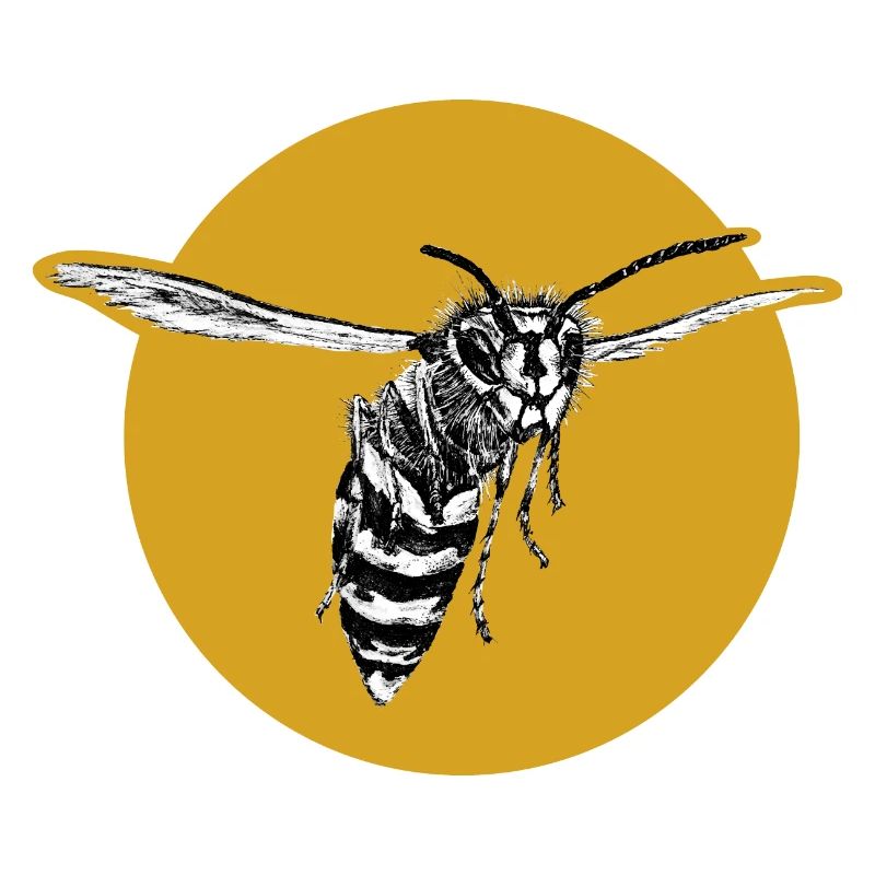 Guêpe - Abeille - Insecte