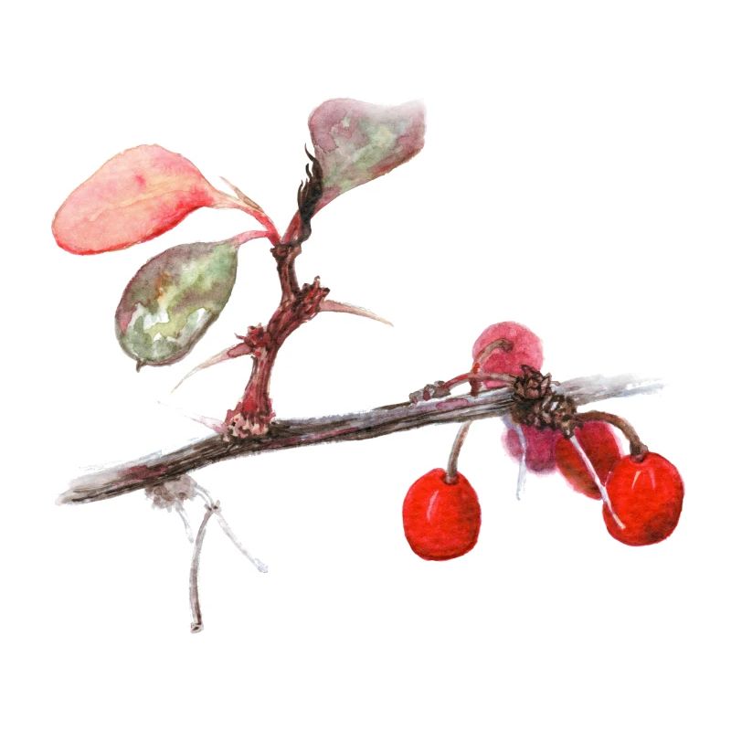 Aquarell Berberitze
