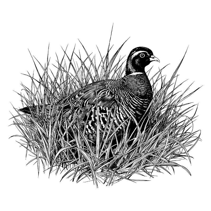Bird in tall grass – nature drawing