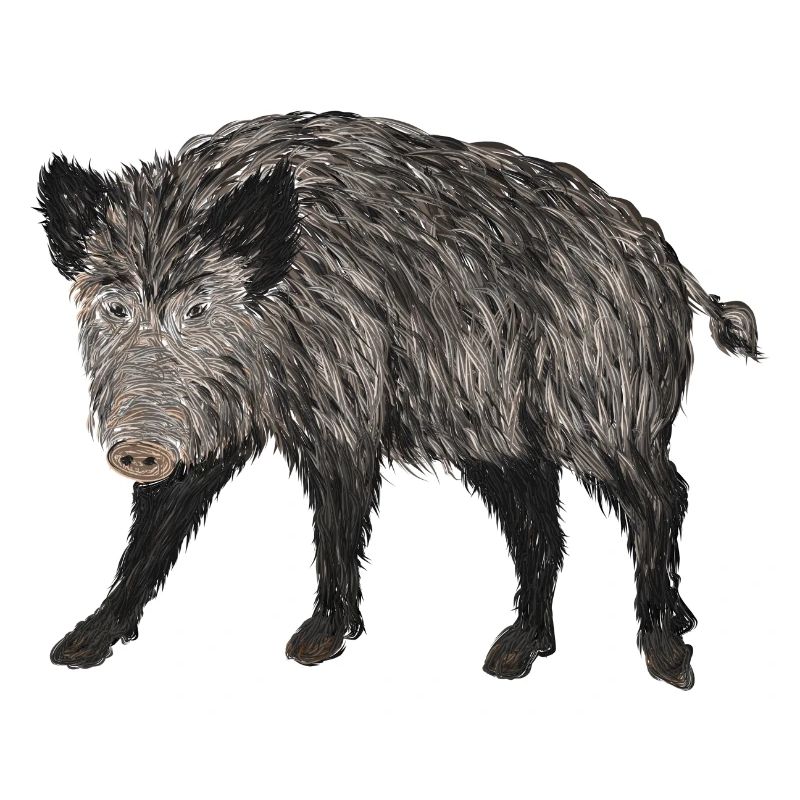 sanglier