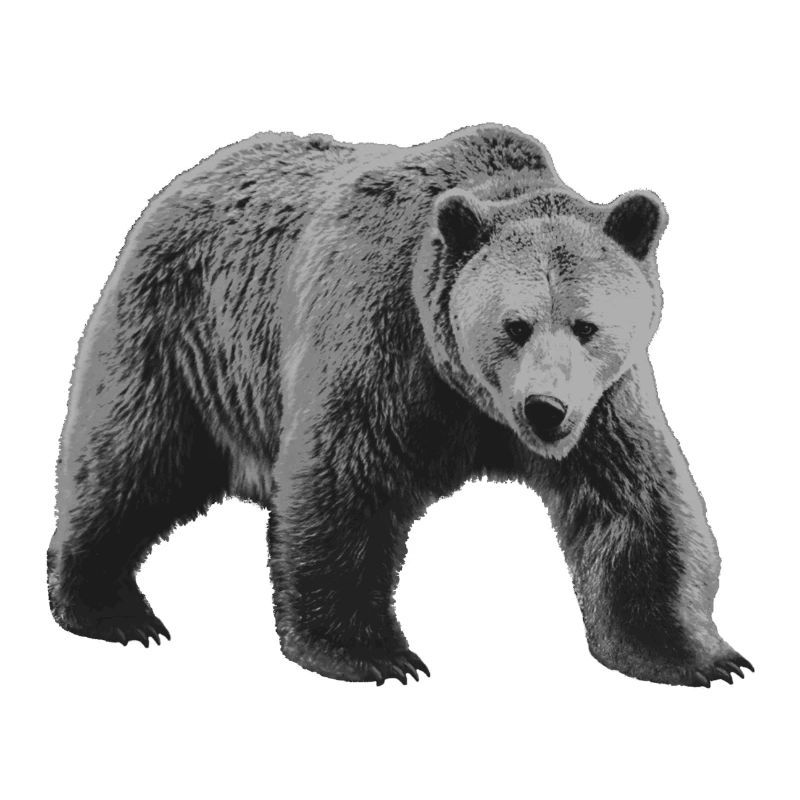 Bear Gray, Wild Bear Gray