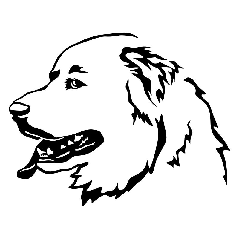 Pyrenean mountain dog head